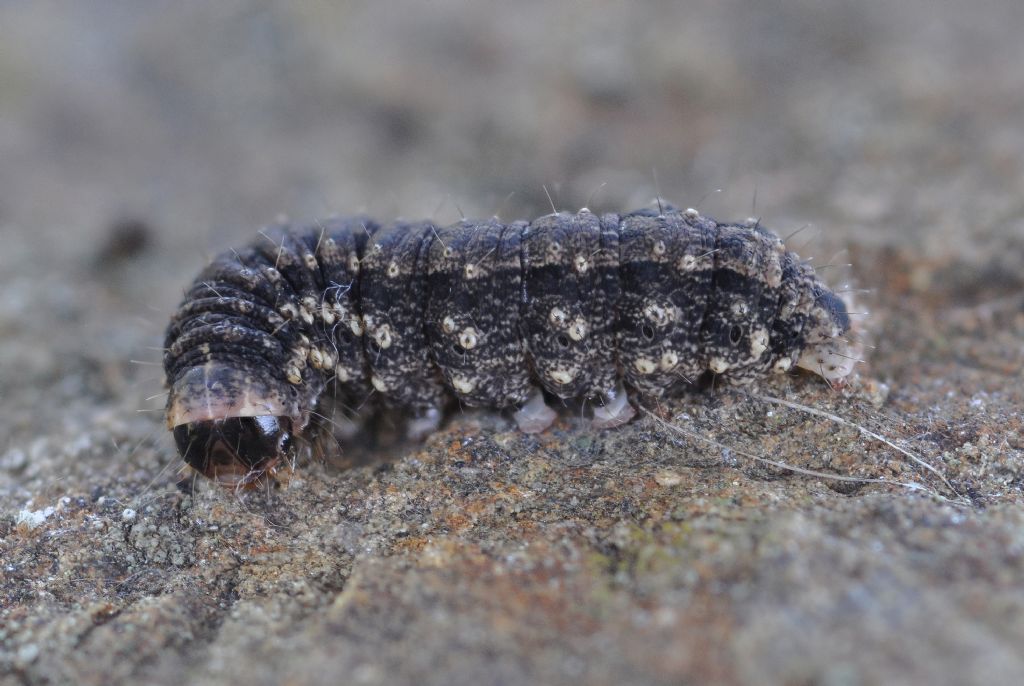 Bruco da id... Noctuidae, probabilmente Hoplodrina sp.